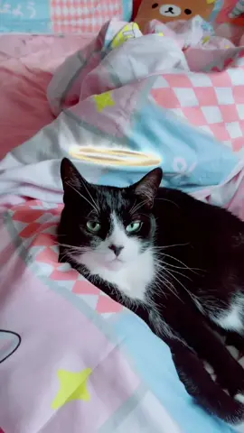 Luna 😇 #catsoftiktok #cats #fypシ