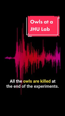 These are the screams of owls who are trapped in a barren, cinderblock lab at #JohnsHopkins ￼