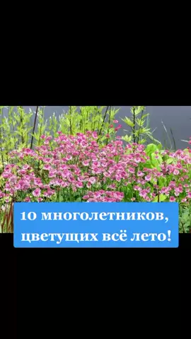 #дача#сад#огород