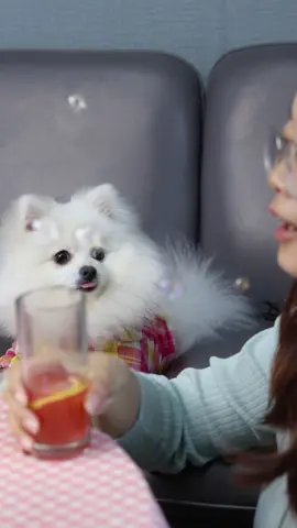 Nico: surprise! My mom can spit bubbles😯#fyp #Nico #funny #dog #puppy #dogsoftiktok #foryou