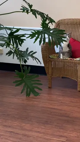 #cats#catsoftiktok #fypシ