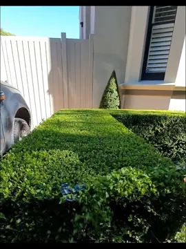 Love this garden!! #hedge #hedgetok #gardentok #gardening #sydney #australia #aussietok #sydneytiktok #oddlysatisfying #fypシ #influencer