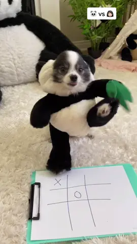 Imagine losing to a 🐼🐶 #puppy #pandapuppy