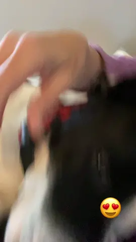#pitbullsoftiktok #lovemygirl#harleyquinn #lazy-day