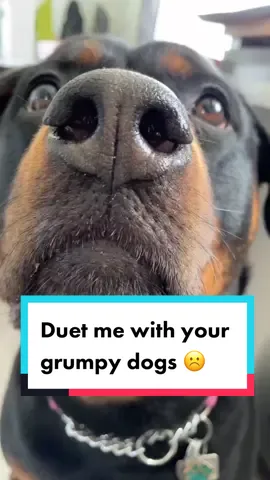 #grumpydog ☹️ #PonderWithZion #SipIntoSummer #dogsoftiktok #MAKEYOURMOVE #smile #dontfeellikesmiling #happytok #chihuahua #rottweiler #rottierumble