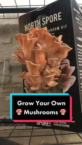 Use code “FASCINATEDBYFUNGI” to save 10% on your order at NorthSpore.com! #mushroomkit #growyourown #timelapse #mycology #oystermushrooms @northspore