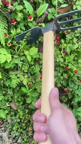 Don't you want to have a good artifact?   #tool  #goodthing  #Fertilize  #pick