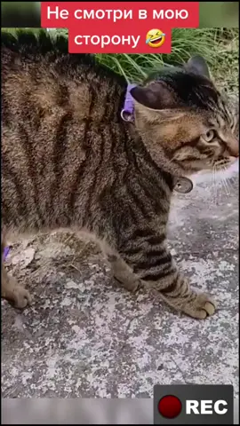 #смешныеролики #смешно #кот #собака #домашниеживотные #собачка #пёсик #весна #позитивныйтренд #топ #топчик #рекомендации #врек #ПокаПакет