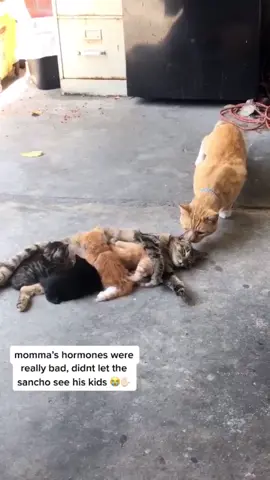Zegang for the mother ,mother cat is protecting the child ❤️#cat #fpy #kitten