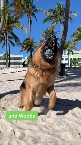 Which one is the best?  #fy #germanshepherd #dogoftiktok #viral #barkcula #woof #fyp