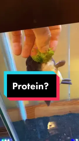 In short: young goldfish should have high protein diets, but older goldfish should have medium to lower protein diets. #goldfish #fish #aquarium