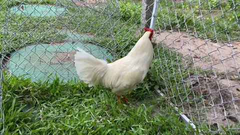 ✅ Úa 2kg9#xuhuong