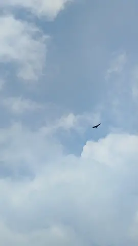 fly in the sky🕊 #animals #animallovers #bird #fyp #foryoupage