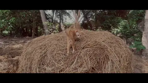 วันหยุดนี้เพื่อเขาเลย 🐈 แซลม่อน