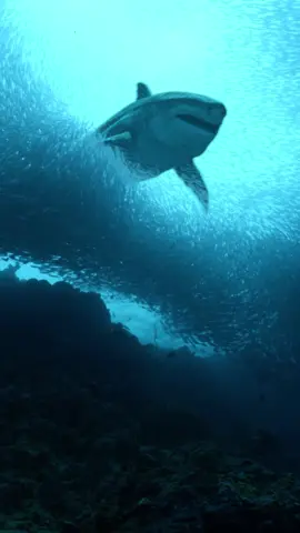 hello here's a little Livyatan animation,  the full animation will be uploaded soon 👍 #seamonster #livyatan #whale #megalodon