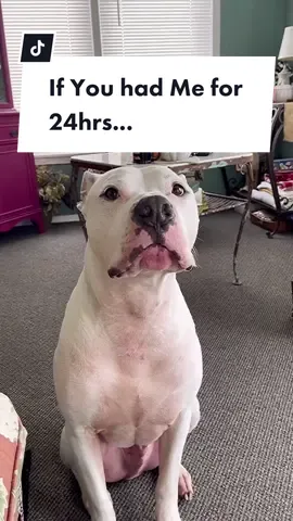 What Would We Do? #fyp #inlove #bullybreed #funny #smile #duet #bigdogsoftiktok #americanbulldog