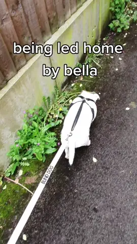 Bella leading me home