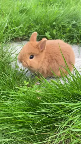 #rabbit#hare#декоративныйкролик#карликовыйкролик#сказкамосква#миникролик#рыжийкролик#лето#травка#нямням#милыеживотные#кролик#крольчонок#питомец#зайка#