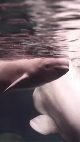 Happy 1st Birthday Shila! 🎉🎉                    #fyp #foryou #georgiaaquarium