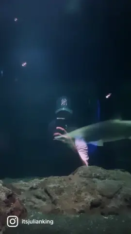 Somewhere in between practicing my water bending skills, and echolocation ♒️ #baltimore #baltimoreaquarium #foryou #underthesea #fyp #foryoupage