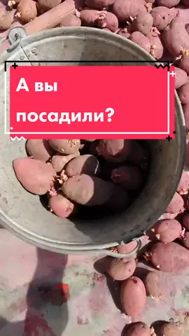Делюсь процессом посадки картофеля. А как садите вы? #дачаогород #сад #огород #картошка #посадка #дачныерадости #фитнестренер