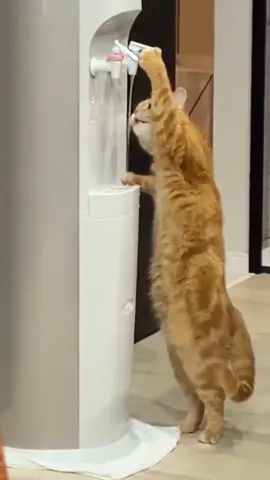 smart cat#cutecat #smart #catsoftiktok