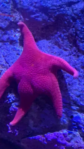 Starfish r out to compete girls and boys #starfish #facts #fyp #viral_video #viral #trend #trending