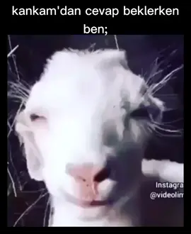 cevap ver lan 😂#@bts_army_sonsuz_3 #@hediye94