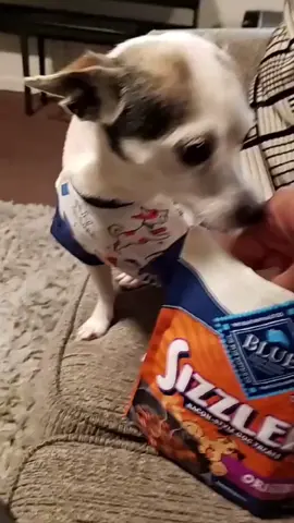 I hate vegetables #funny #dog #doggo #foryou