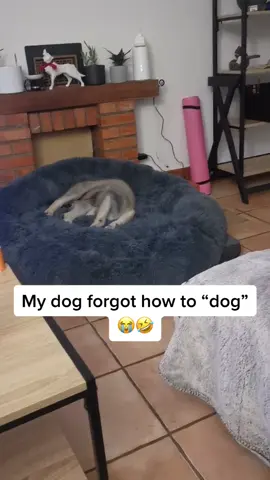 Omg he’s stuck 😂😭 Credit: ViralHog #dailymail #funny #cute #dog #myweirdpet #myweirddog #lol