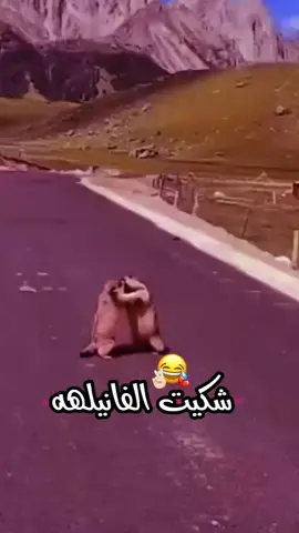 منشن الثاني وڪلهه شڪييت الفانيلهه،😭😂💞!َ''))سوو اڪسبلور محظوره  #المصممه_ڪوڪي