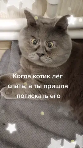 Отстань, женщина, видишь - котик спать лёг! #федякот #котики #приколы #cat #animals #юмор #catsoftiktok #топ #fyp #рек #рекомендации #МамаЯПоелDanone
