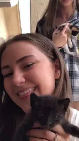 drop a like for the kittens🥺 #kittens #cute #adorable #cats #baby #fyp #foryou #viral #funny