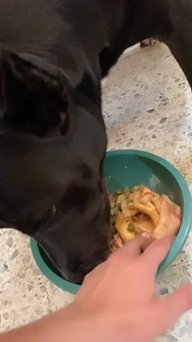#pitbull