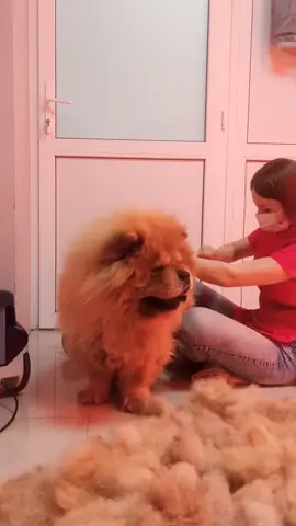 #рекомендации #хочуврекомендации #собака #ветеринария #груминг #собакадругчеловека