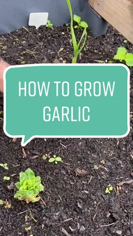 #howto grow garlic from old cloves #plants #PlantTok #plantdad #DidYouKnow #LearnOnTikTok  #garlic