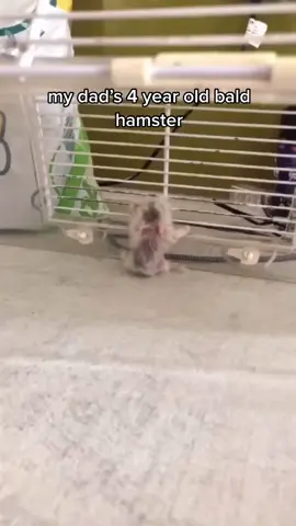 🐹Luther is immortal🐹