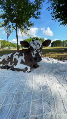 Pepper is 3 weeks old! 🖤 #fyp #foryou #florida #cows #cow #foryoupage #fyppppppppppp #photography #rescue #babiesandanimals #babiesoftiktoktok #baby