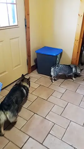 Tank.... that is all. 🤦‍♀️