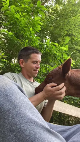 Norris time! #goatdaddysfarm #babycowsoftiktok