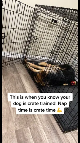 Proud of rocco ! When he needs a nap he goes to his crate & naps !#DogTraining#cratetrainingpuppies#crate#puppy#dog#gs#fyp