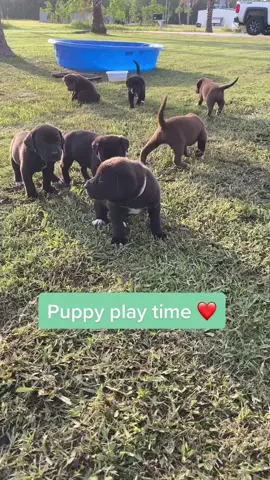 First time outside today ❤️#TeamUSATryout #foryoupage #labpuppy #puppy #puppylove #labradorspuppies #labpuppiesoftiktok #puppiesoftiktok #fyp