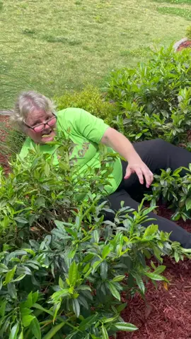 When I looked out the window mom was gone and this is where I found her 😂😂😂