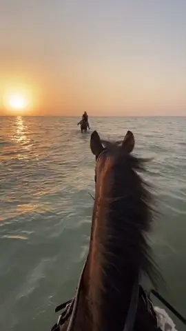 خيل وبحر 🌊❤️🐎#اكسسبلور #اك #فولو #بحر#خيل #جمال