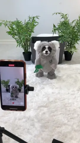 Behind the scenes of a koala 🐨 transition #pandapupppy #dogtricks