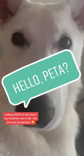 The horror 🥺 #ConjuringHorror #dog #breakfast #food #hangry #dogsoftitkok #puppiesoftiktok #PetsOfTikTok #viral #fyp #foruyoupage #fy #facetime