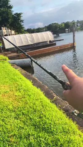 Catfish spawn fast action #Foryou #fishing #killer #fast #TeamUSATryout #thump #lunch