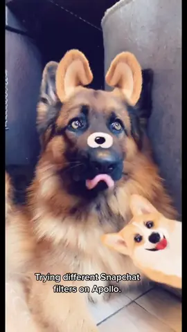 #fyp #germanshepherd #puppy #viral #snapchat #dog #dogoftiktok
