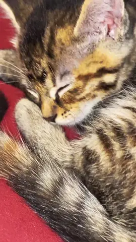 jus gonna post ab her all the time now #kitten #sleepinkitty #smallcat #babykitten