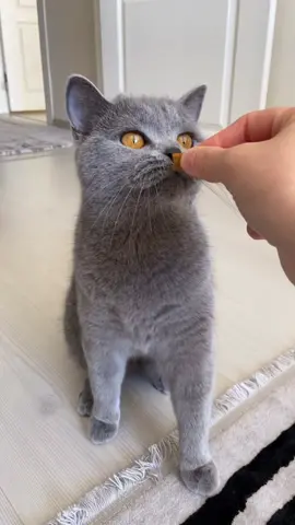 Yorum sizde 🤗🥰 #britishshorthair #cat #catsvideo #kediler #kedim #keşfet #fyp #foryou